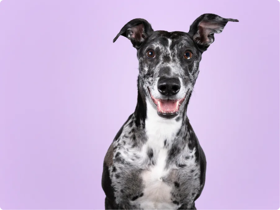 A speckled black and white Lurcher with perky ears and a big open-mouthed smile faces the camera against a lavender backdrop.