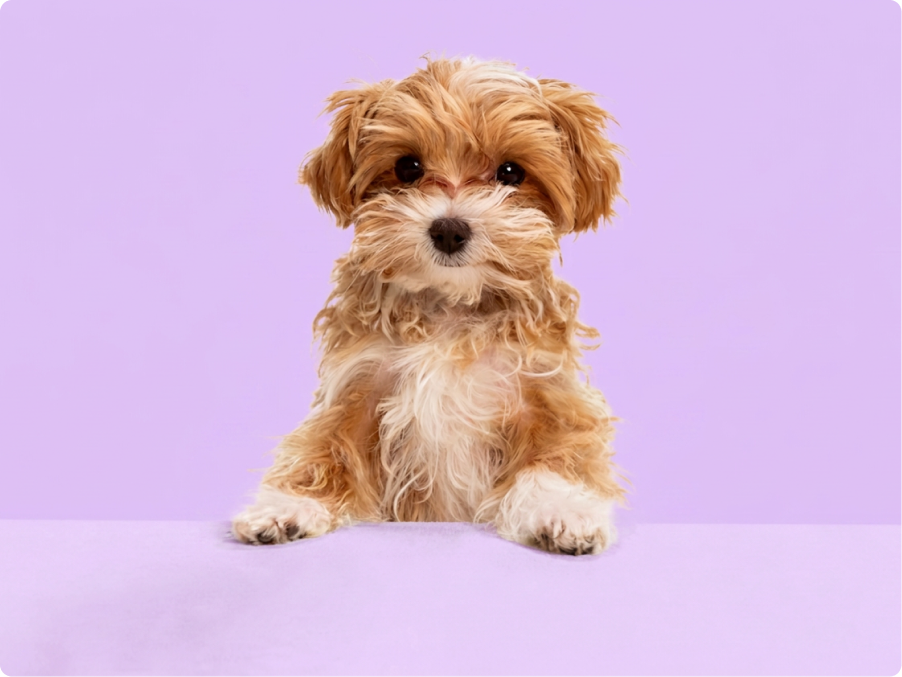 Maltipoo