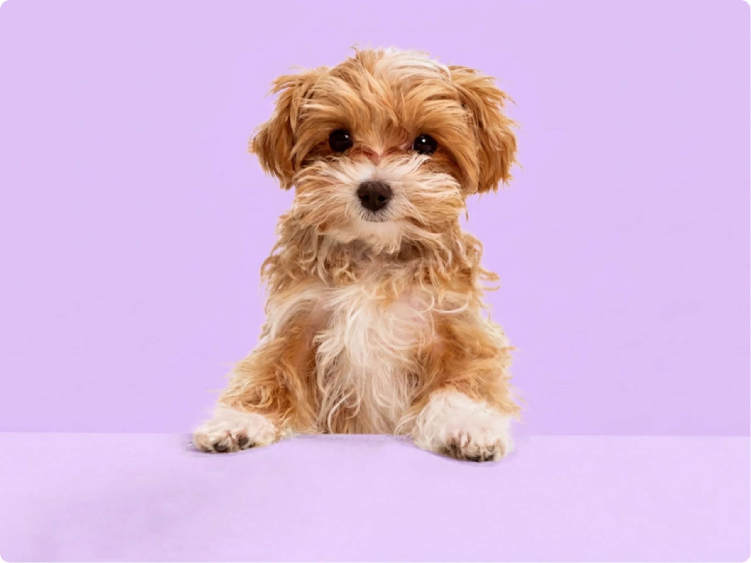Maltipoo