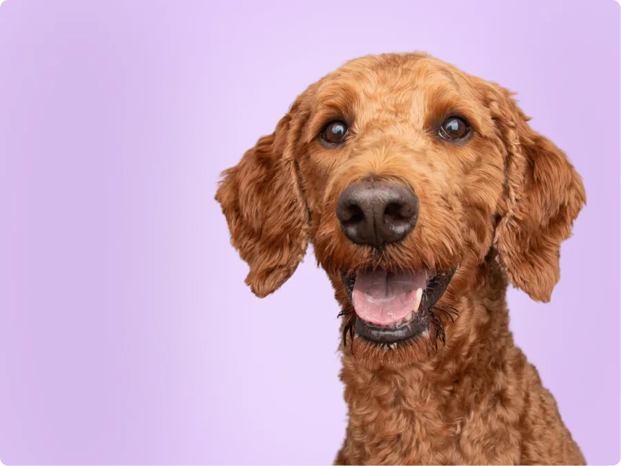 A curly red Irishdoodle with floppy ears and a happy, open-mouthed smile looks at the camera against a lavender backdrop.