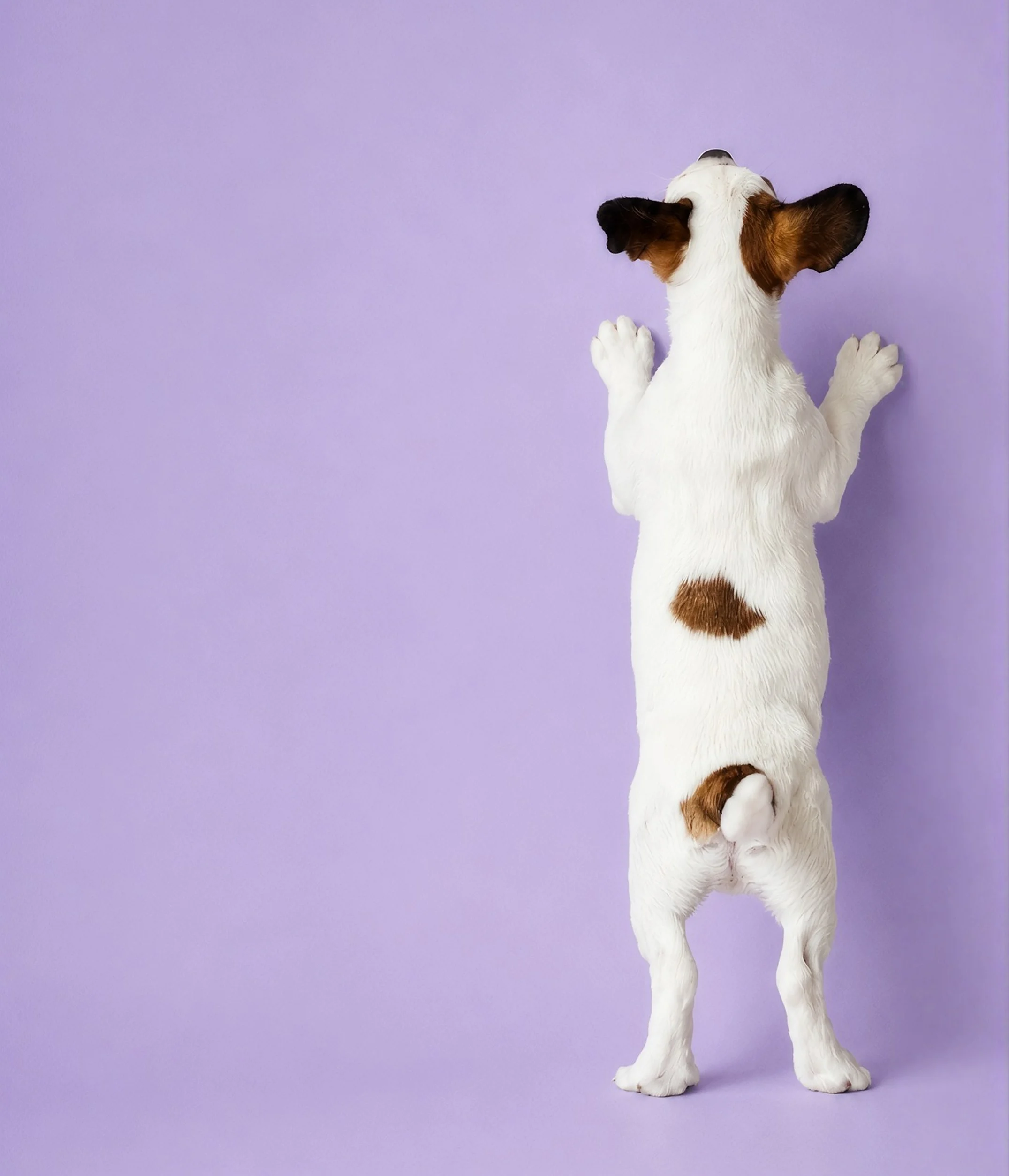 White and brown dog standing on its hind legs against a purple background, seen from behind.