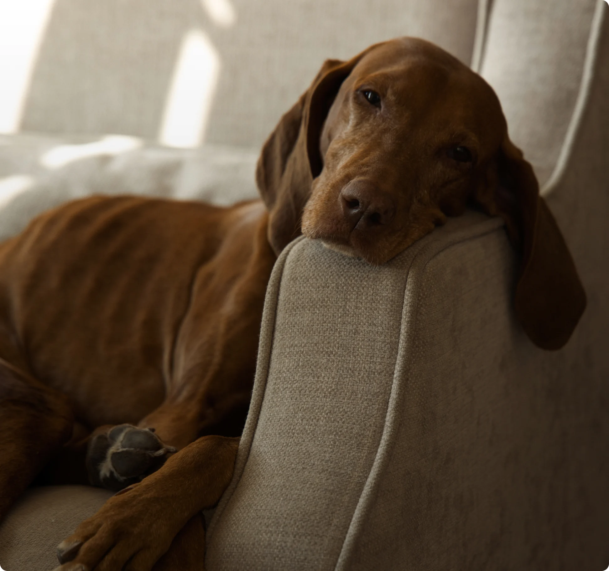 Copper-colored dog resting its head sleepily on the arm of a beige upholstered chair.