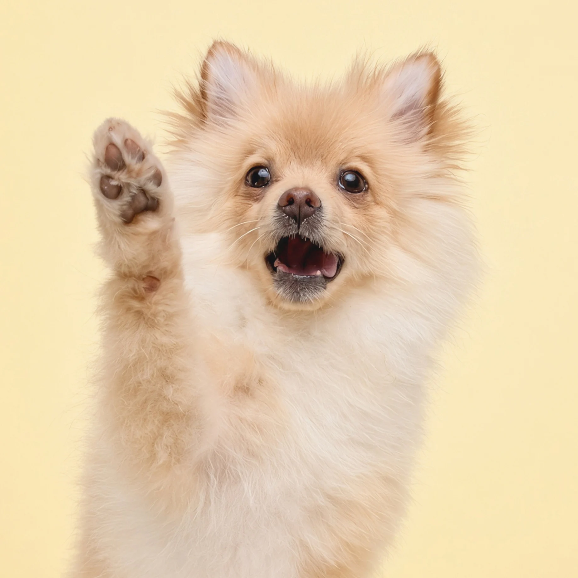 Fluffy tan Pomeranian puppy raising a paw and smiling against a pale yellow background.