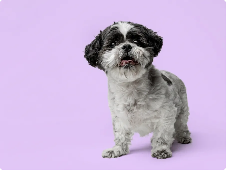 Shih Tzu