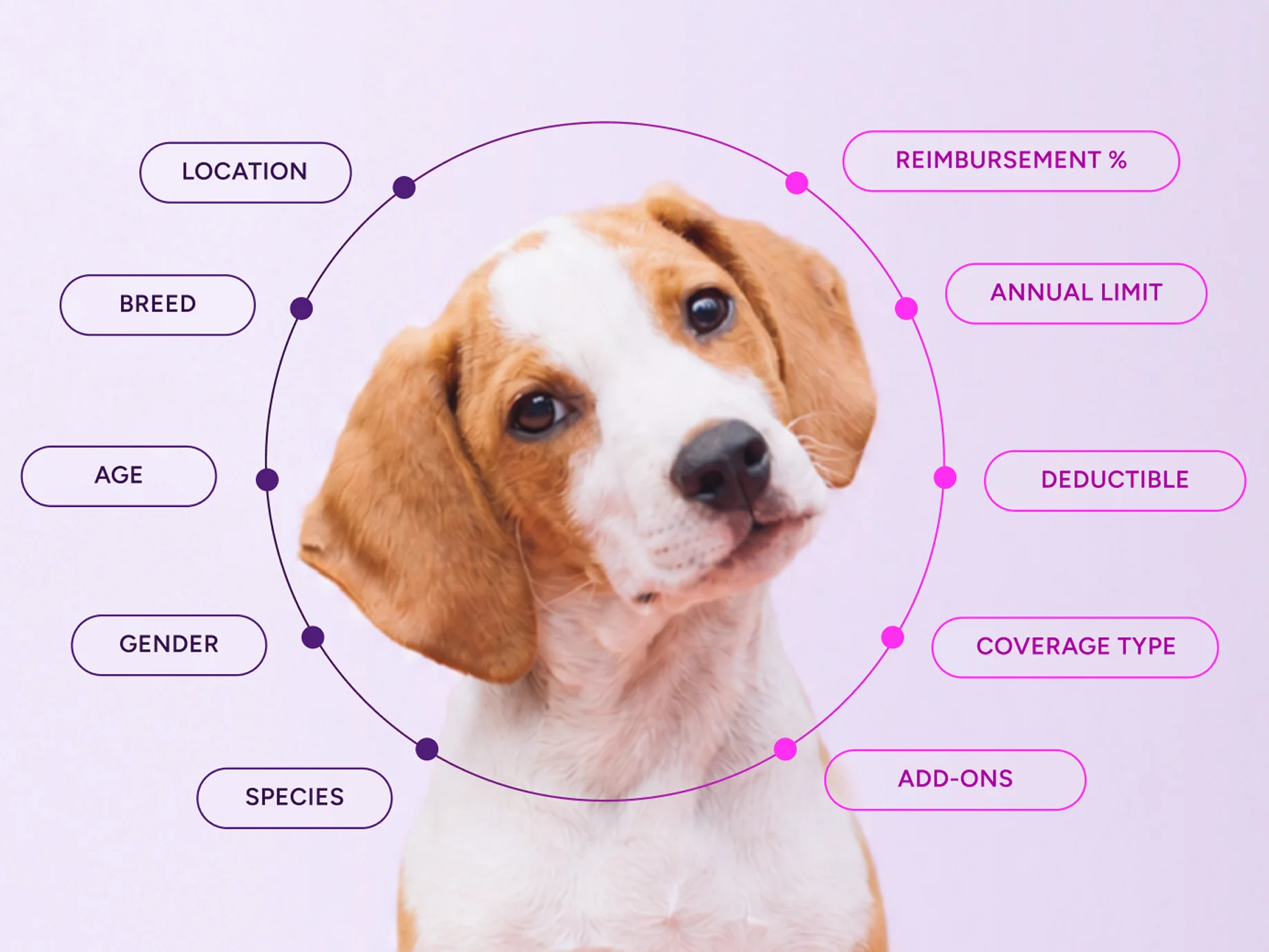 Beagle puppy in a circle surrounded by labels for pet and plan factors that affect insurance cost.