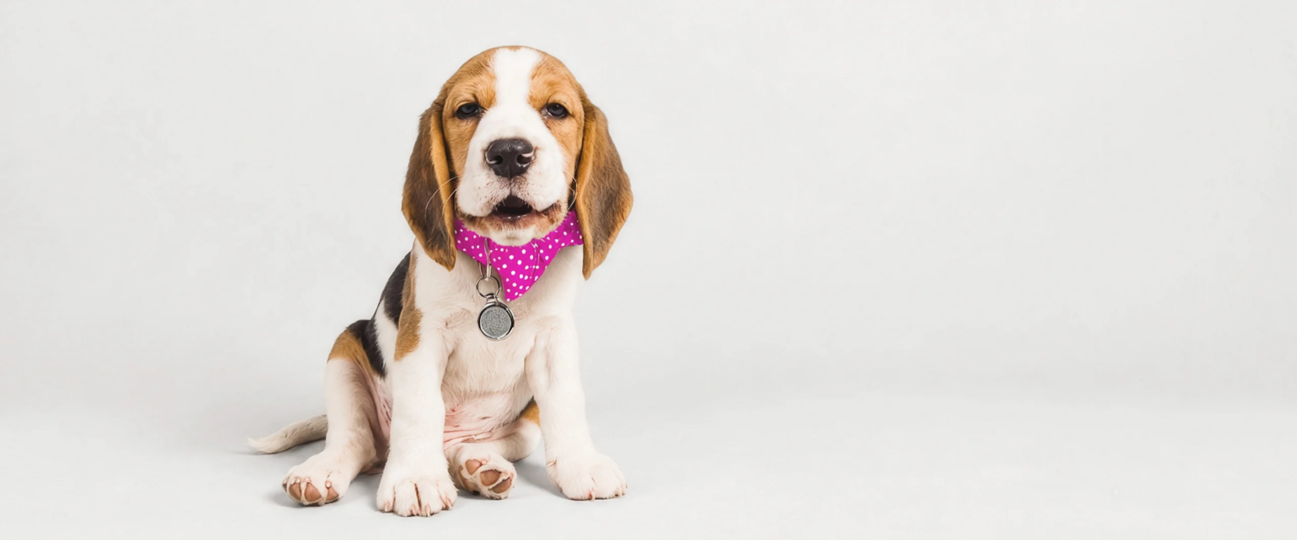 Tricolor beagle puppy wearing a pink polka-dot bandana sitting against a light gray background.