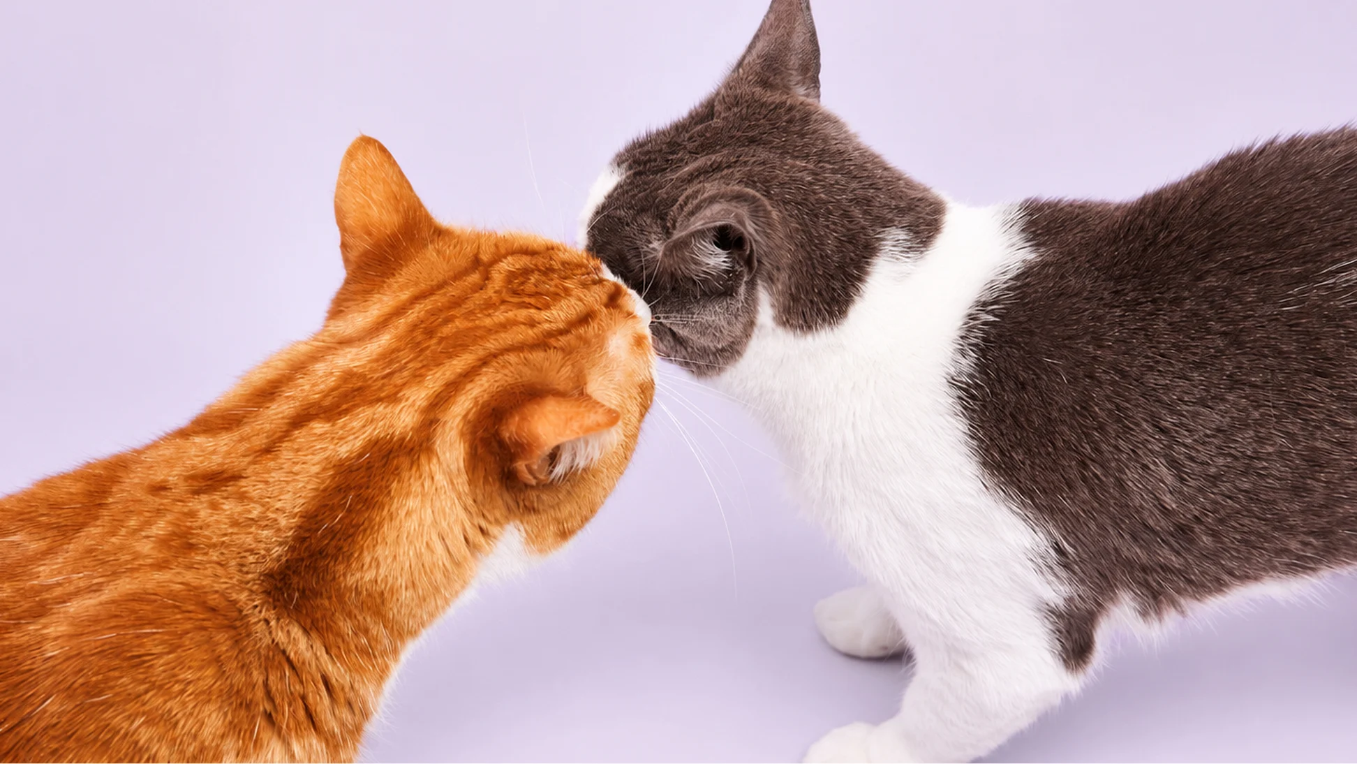 Orange tabby and grey-and-white cat touching noses against a light purple background.
