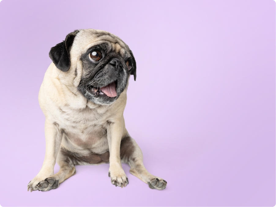 Pug