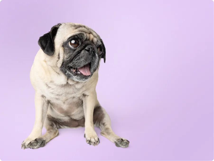Pug