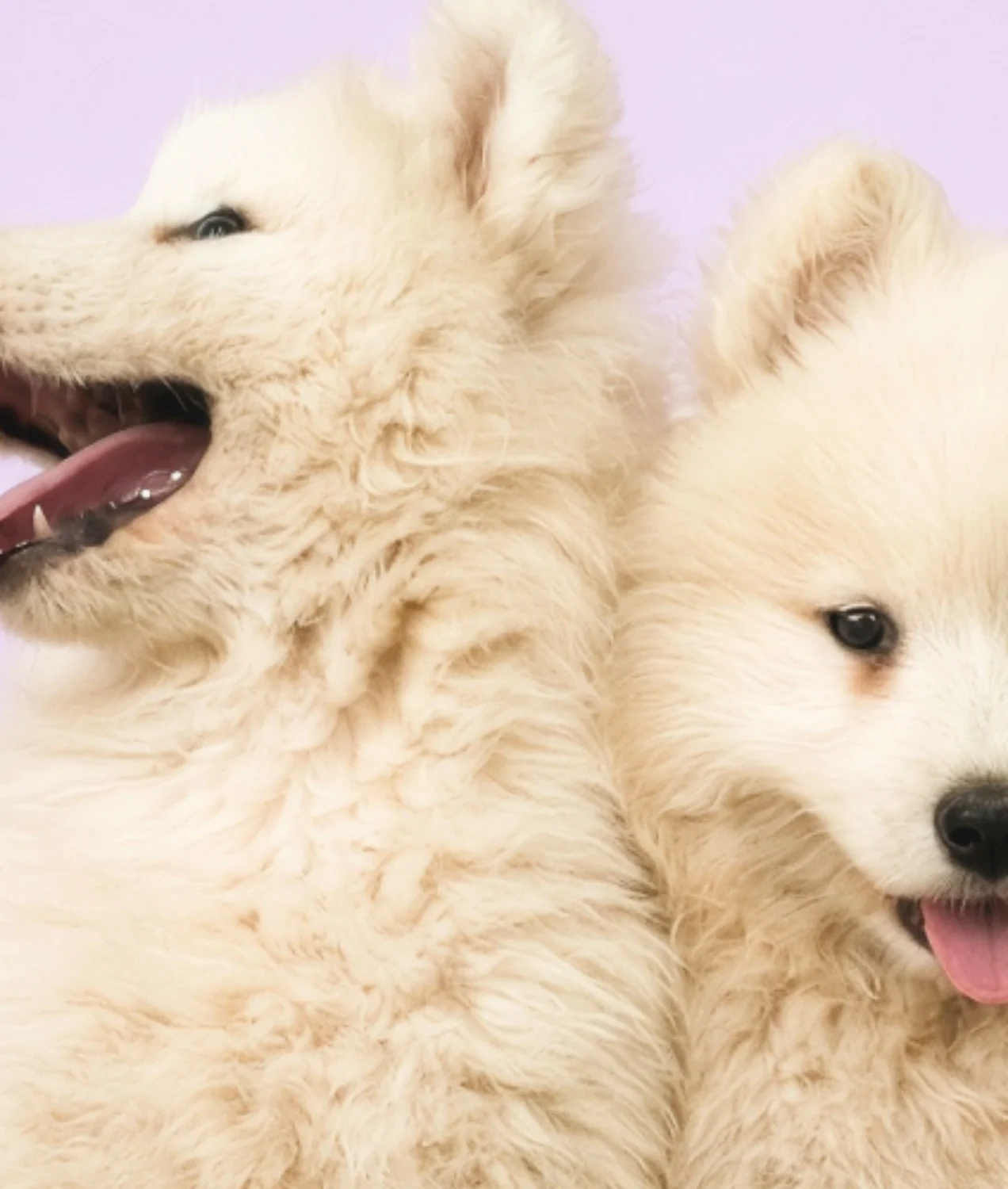 Two fluffy cream puppies side by side, one panting happily, against a light purple background.