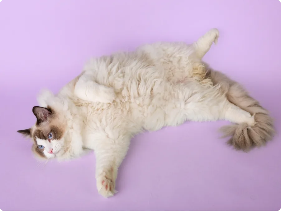 Ragdoll