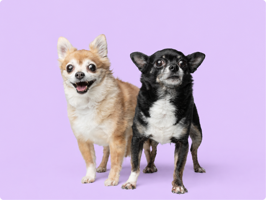 Chihuahua