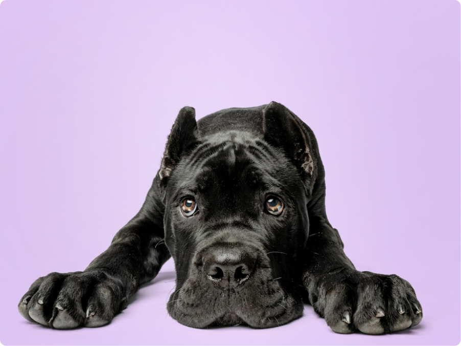 Cane Corso