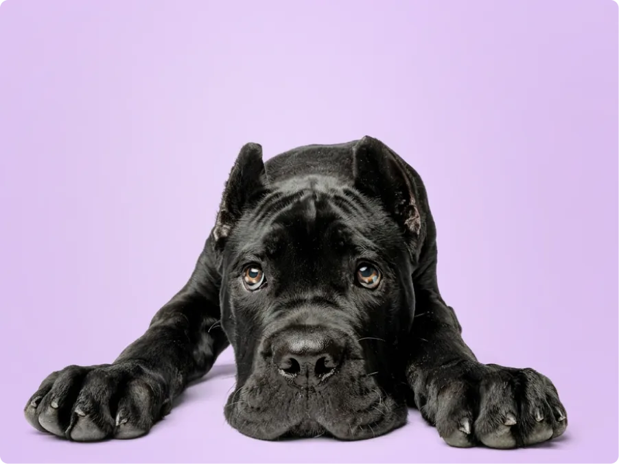 Cane Corso