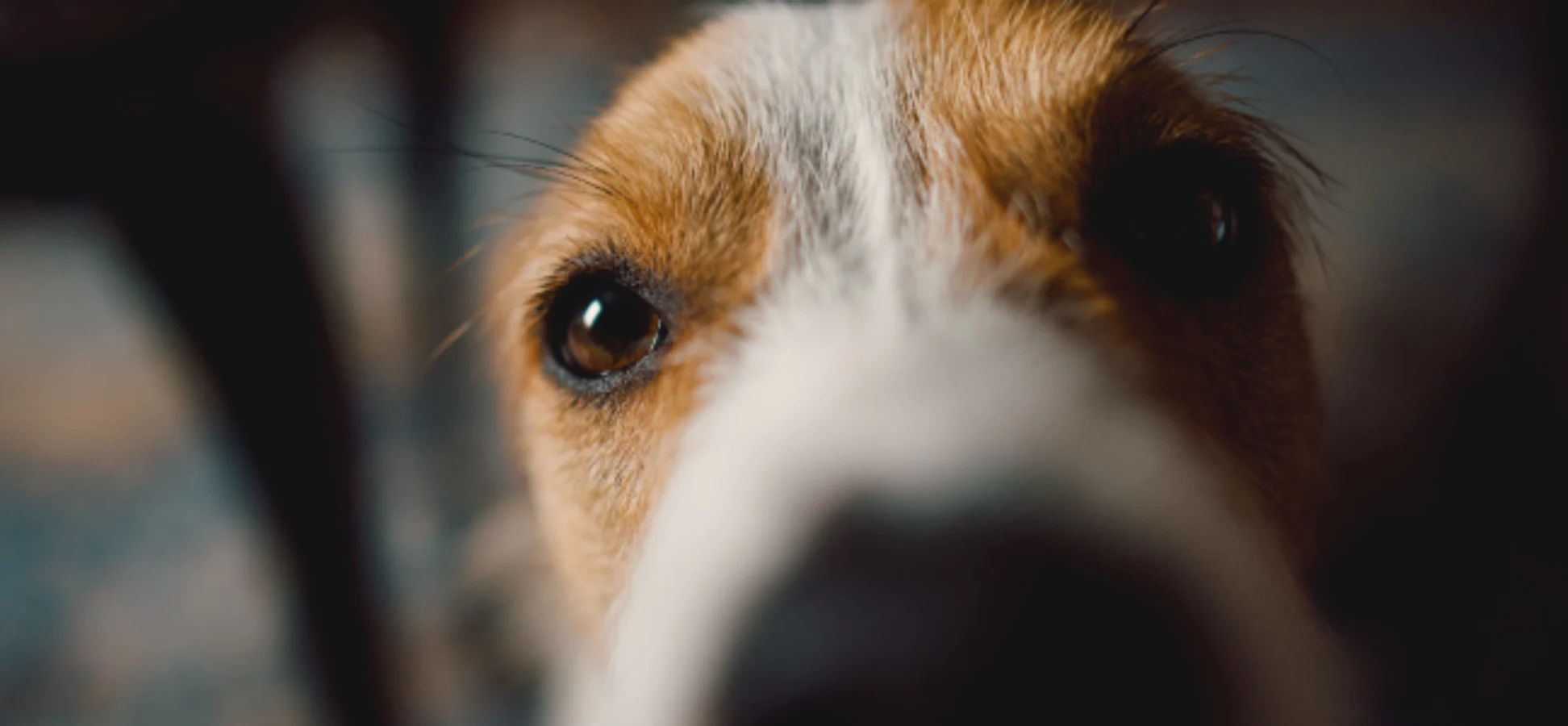 Extreme close-up of a brown and white dog’s face, focused on one eye with a blurred muzzle.