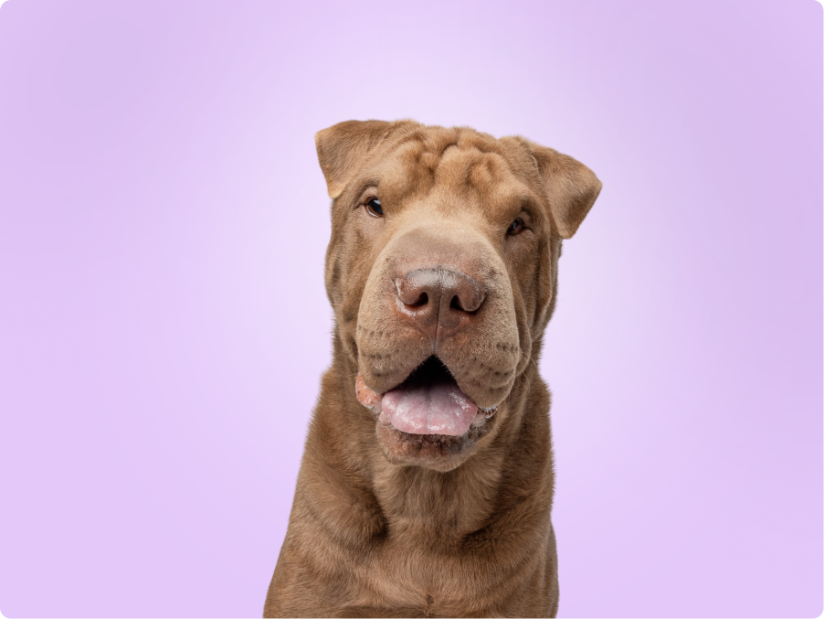 Chinese Shar-pei