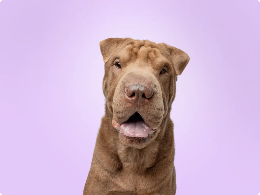 Chinese Shar-pei