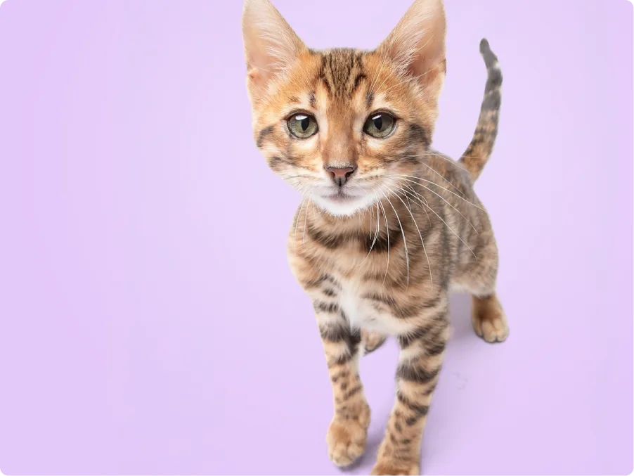 Bengal