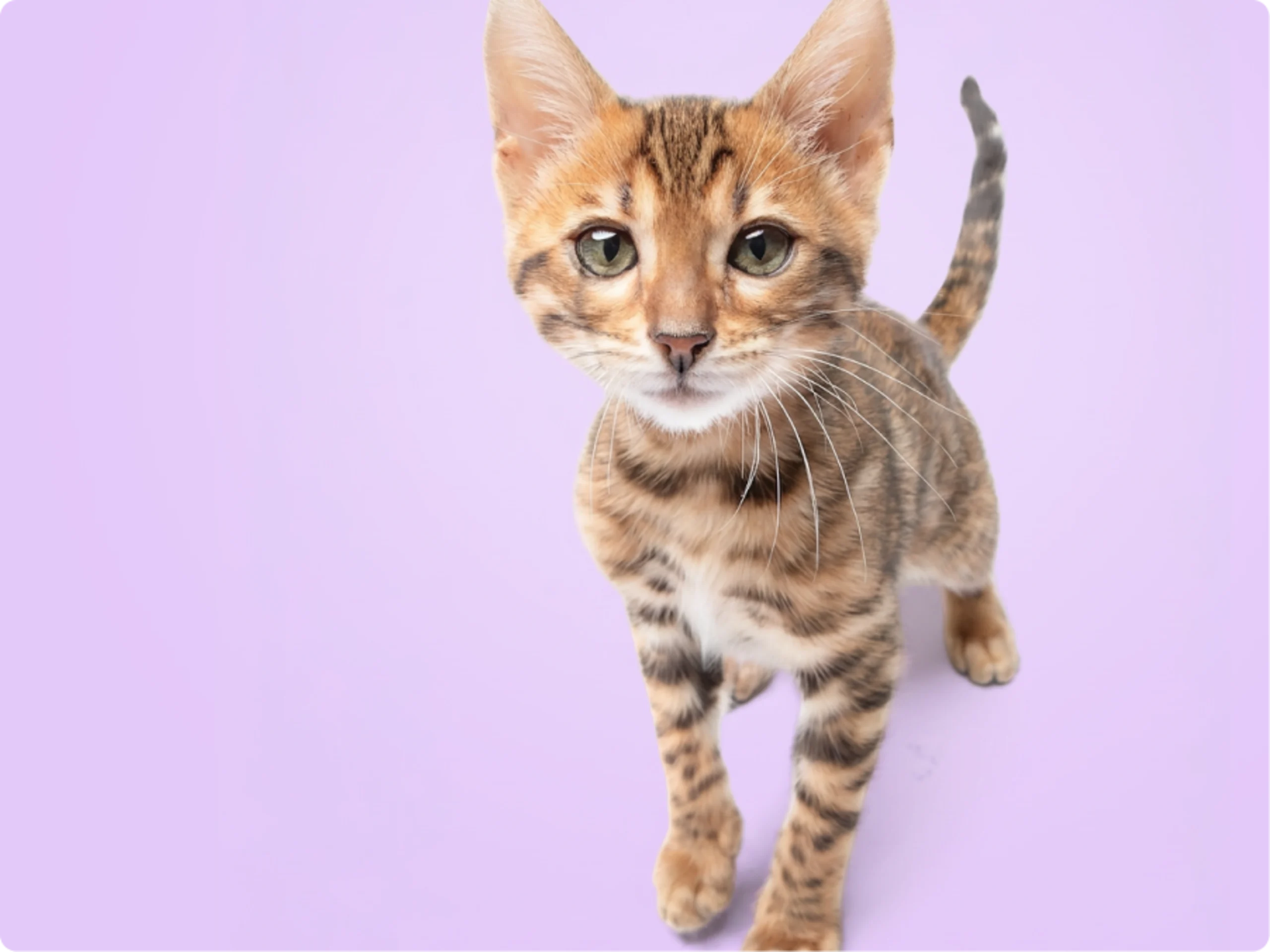 Bengal