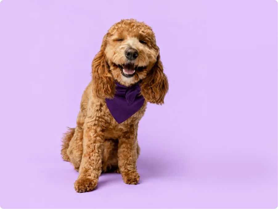 Golden Doodle