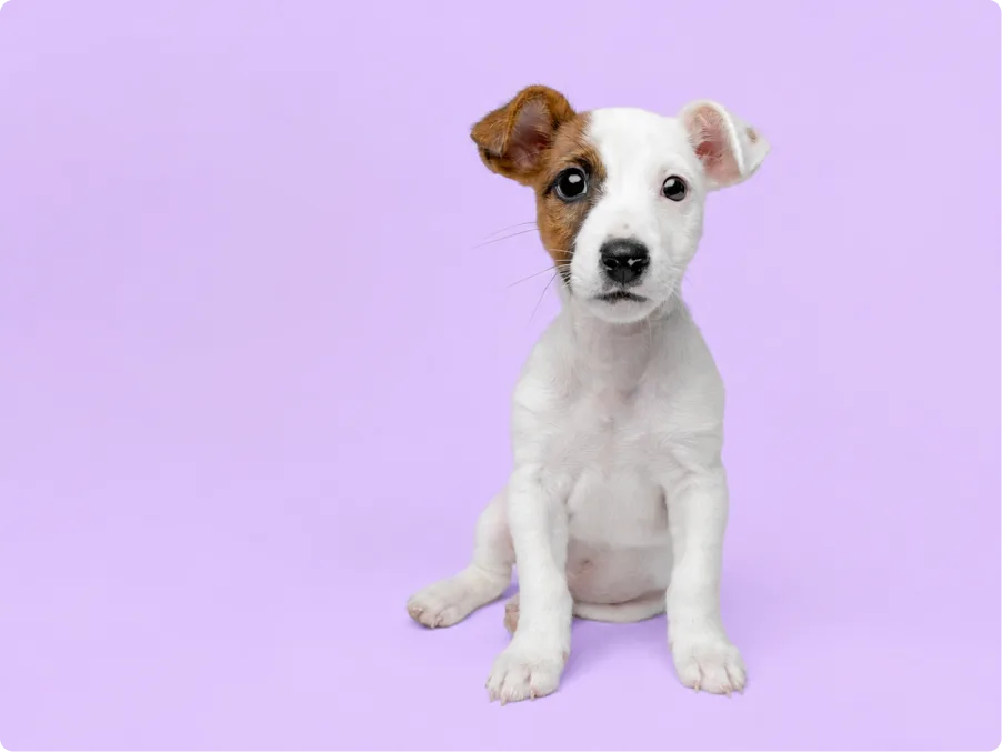 Jack Russell Terrier