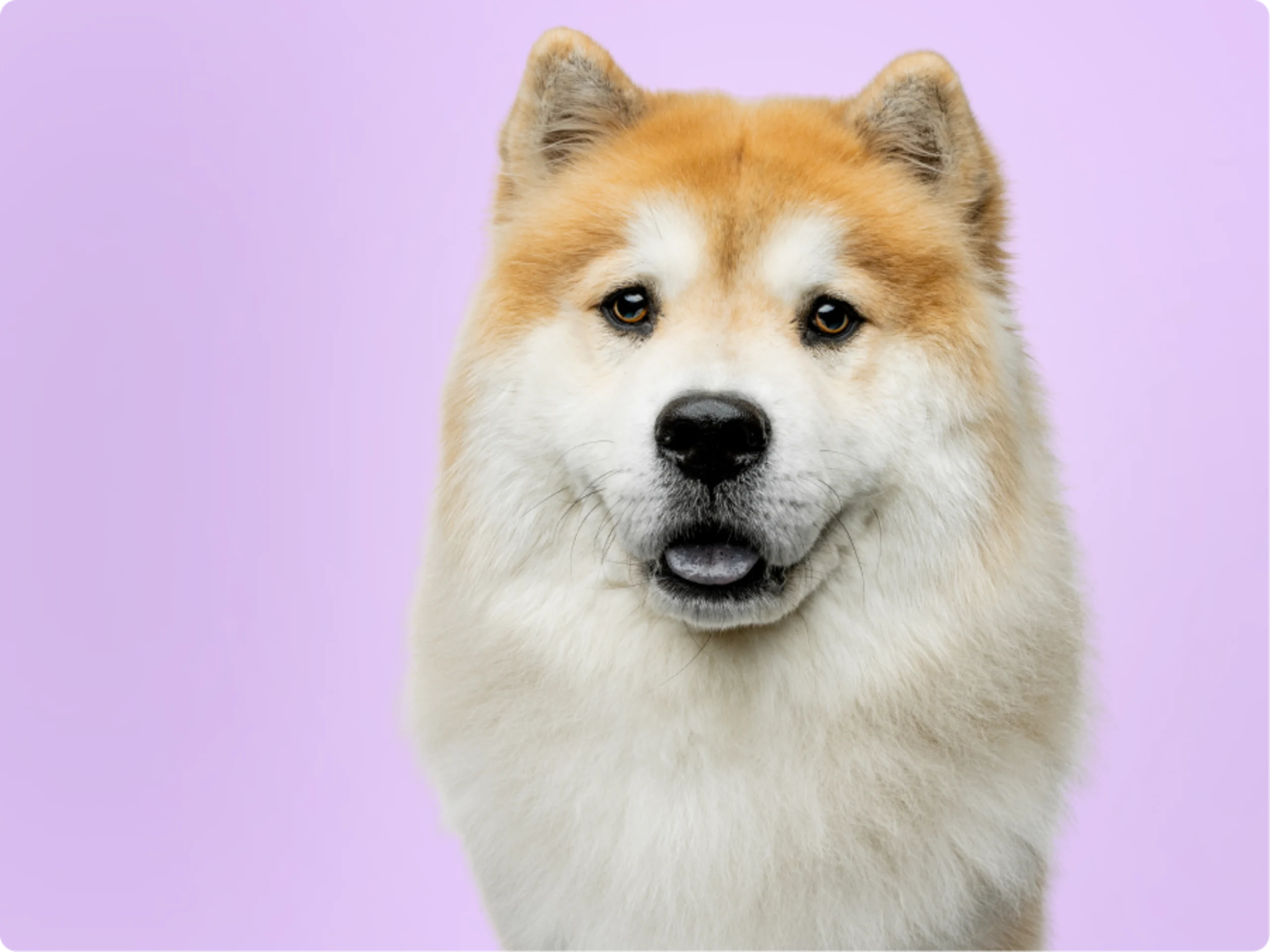 Chow Chow