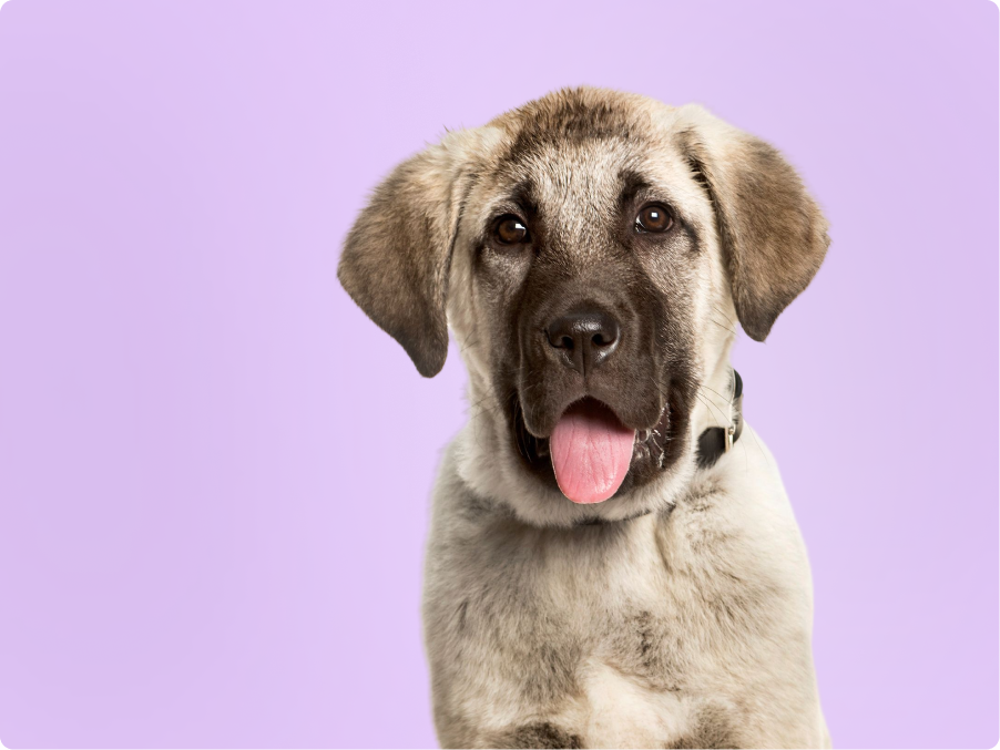 Anatolian Shepherds