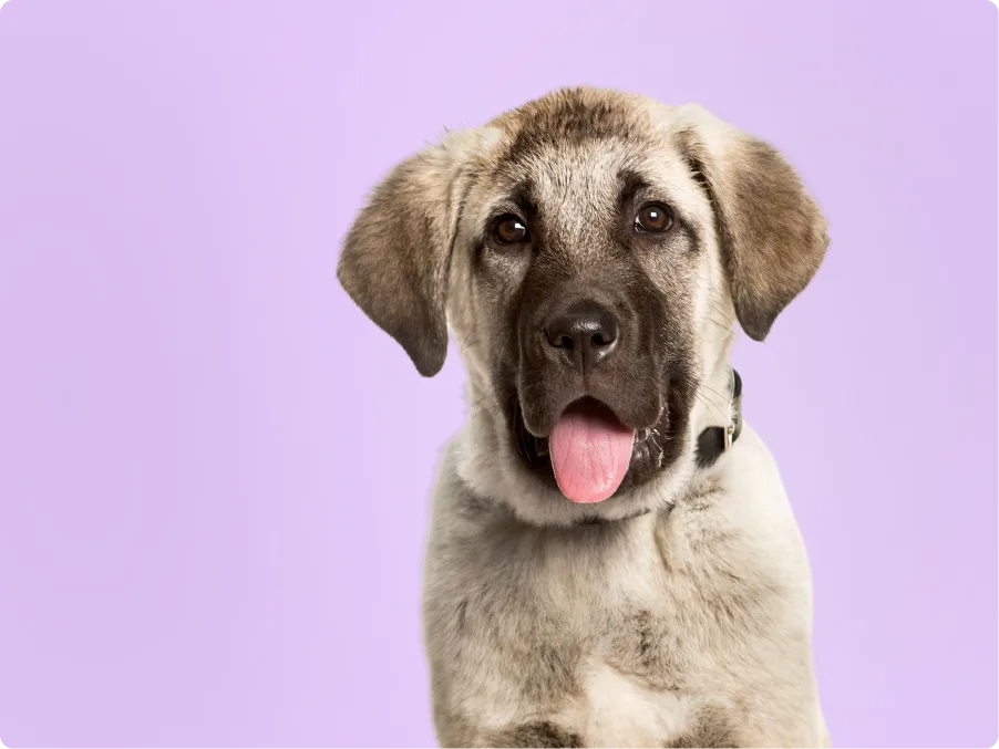 Anatolian Shepherds