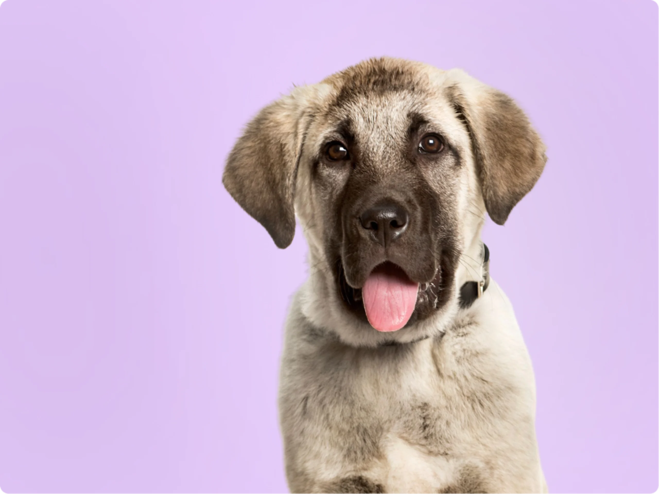 Anatolian Shepherds