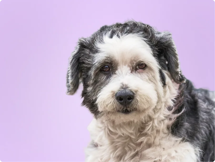 A shaggy black and white Borderdoodle with floppy ears and brown eyes looks at the camera against a lavender backdrop.