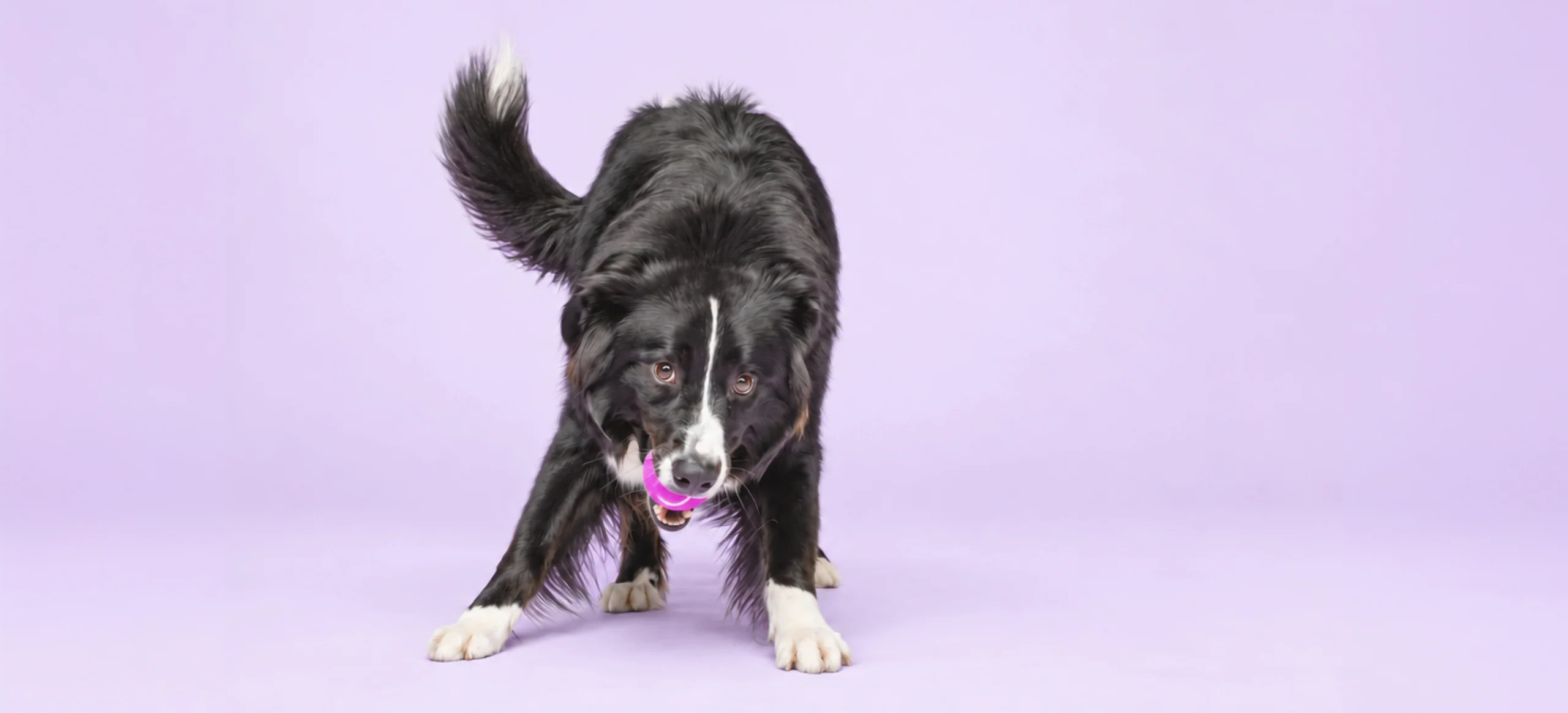 Black and white Border Collie crouching with a pink tennis ball in its mouth on a lavender background.