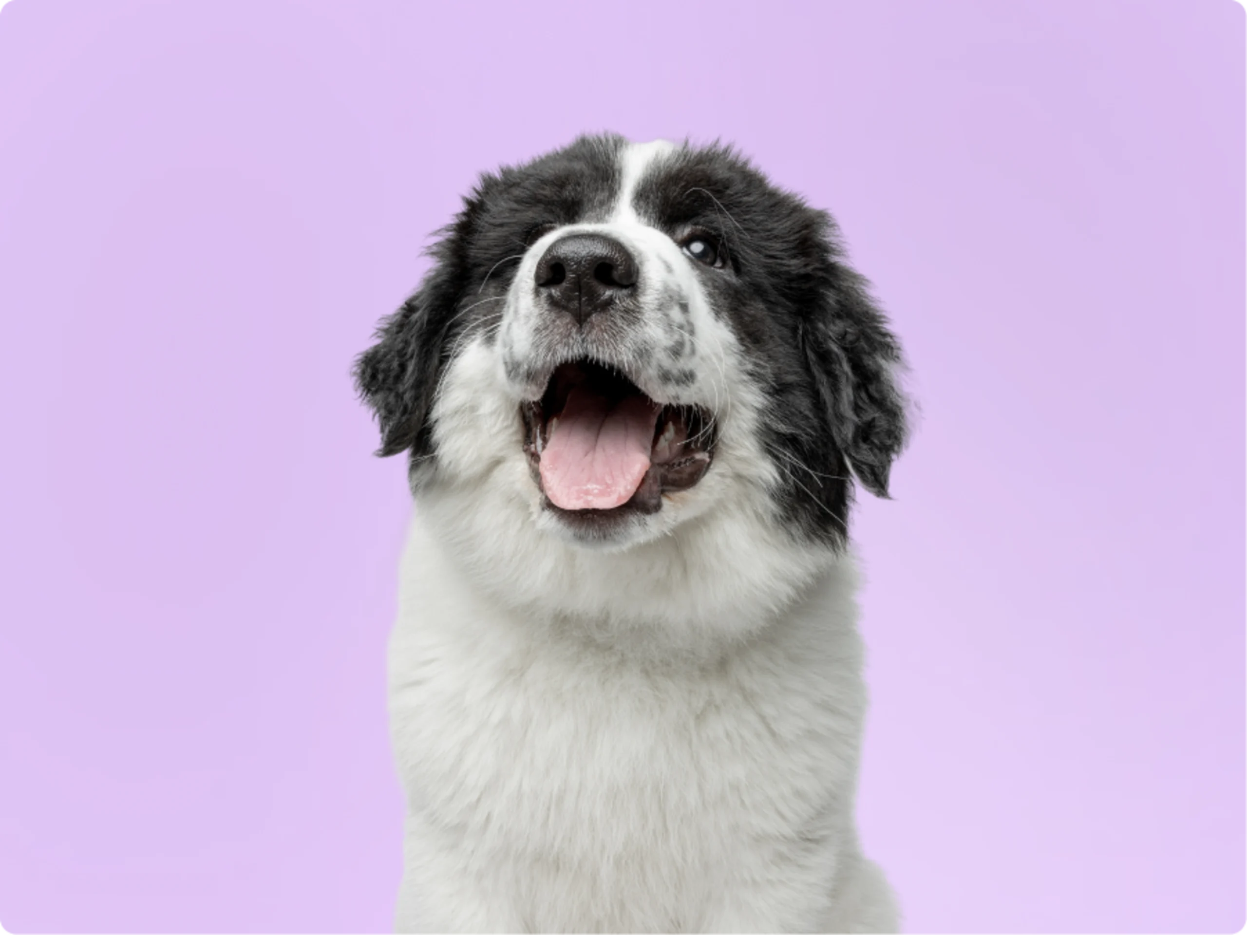 Great Pyrenees