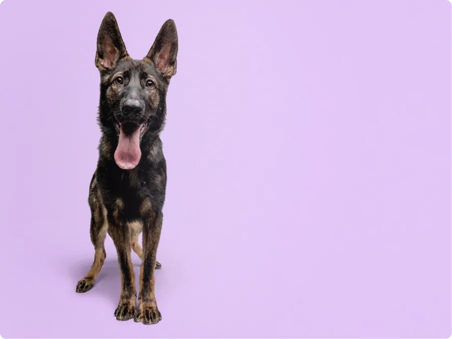 German Shepherd