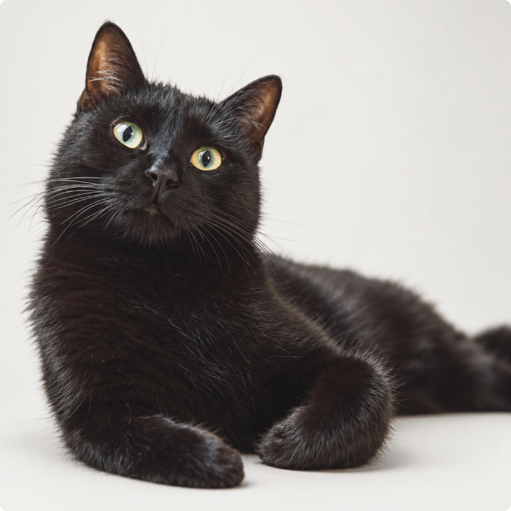 Sleek black cat with yellow-green eyes lying down and looking at the camera on a light background.