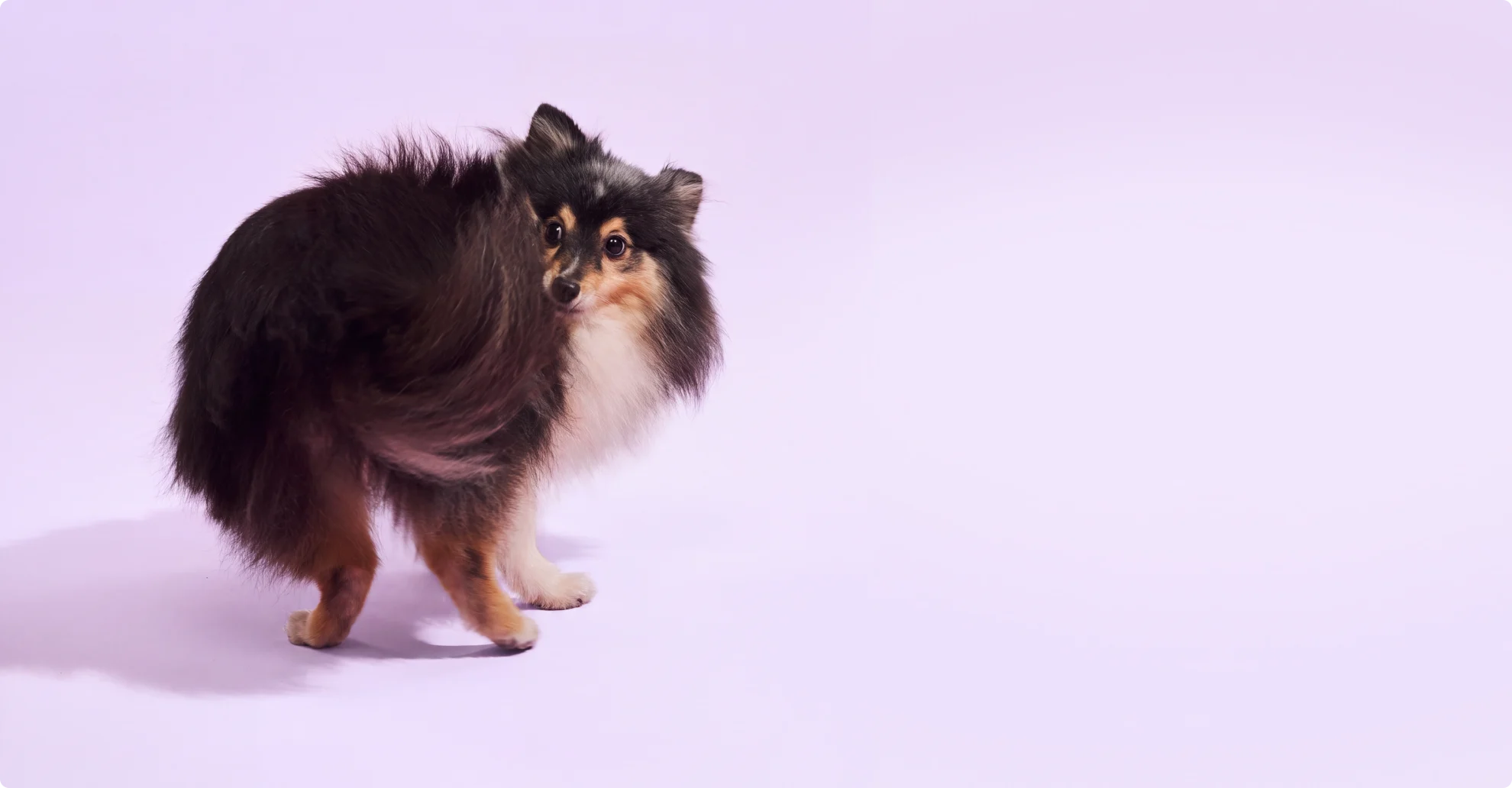 Sheltie in a Hunched, Straining Posture