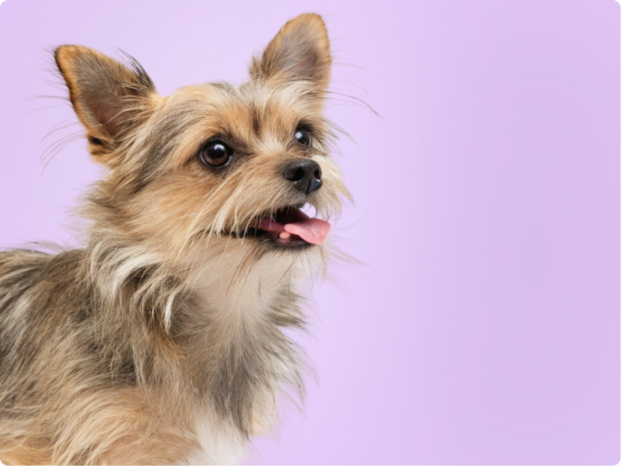 Chorkie