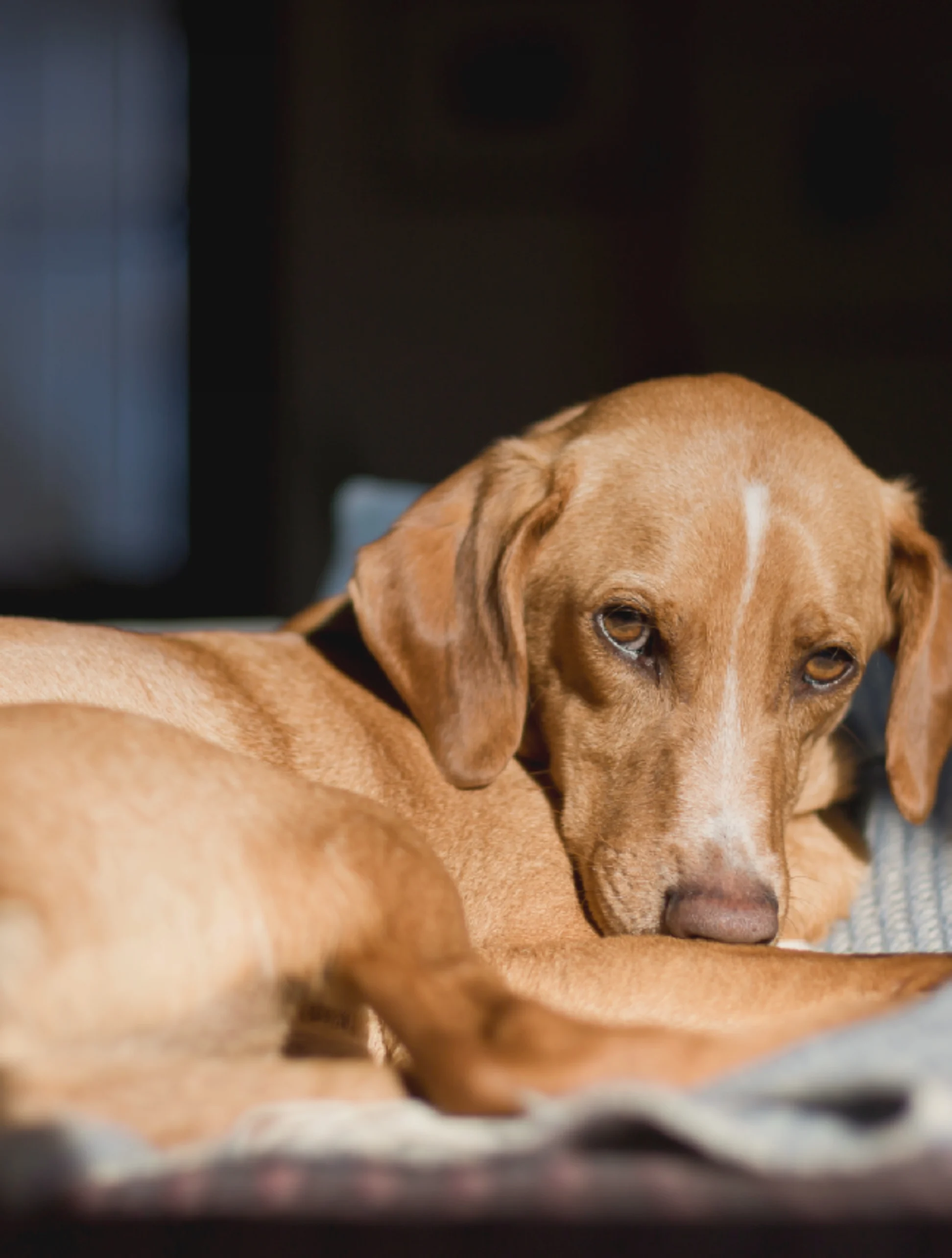 Tan dog with a white blaze resting its head on a blue patterned blanket, looking at the camera.