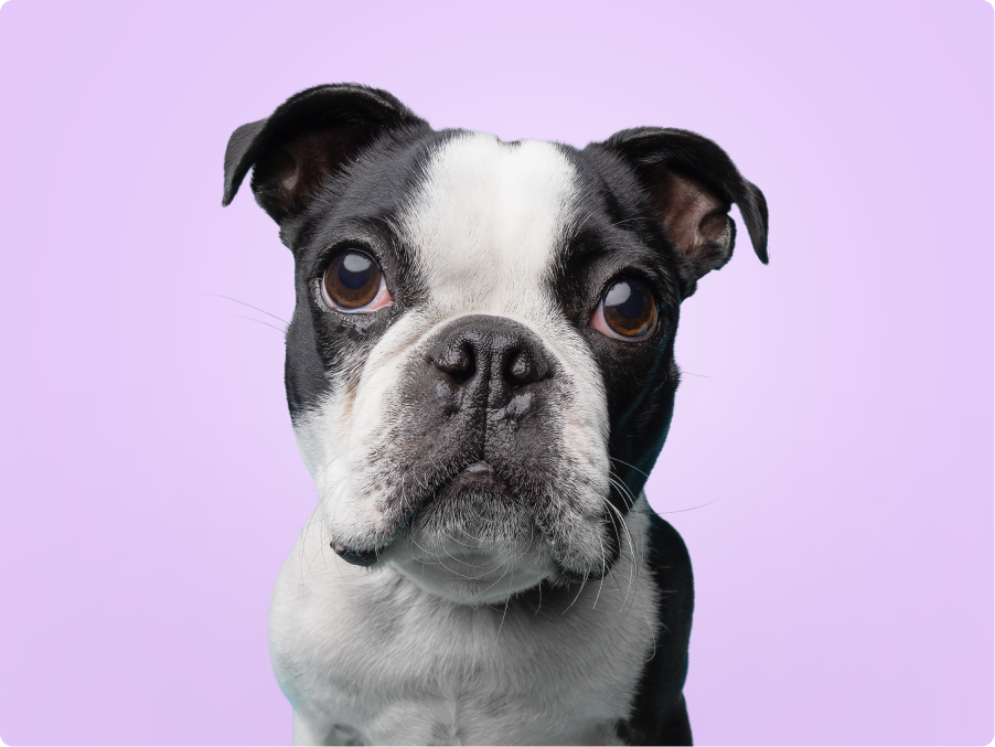 Boston Terrier