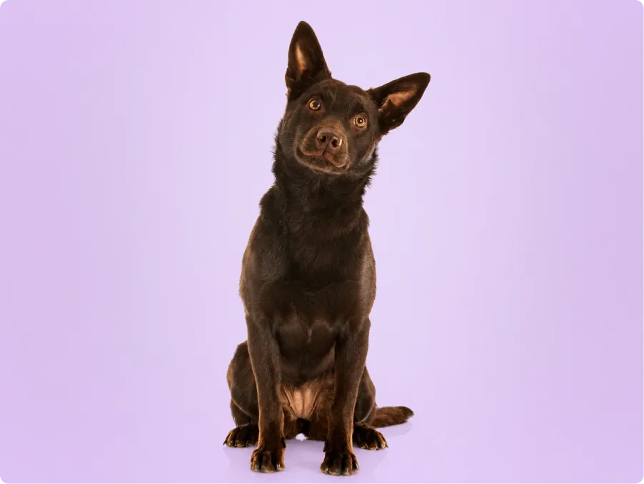 A chocolate Australian Kelpie with tall pointed ears sits and tilts its head at the camera against a lavender backdrop.