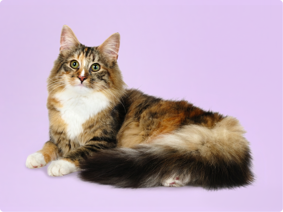 Norwegian Forest