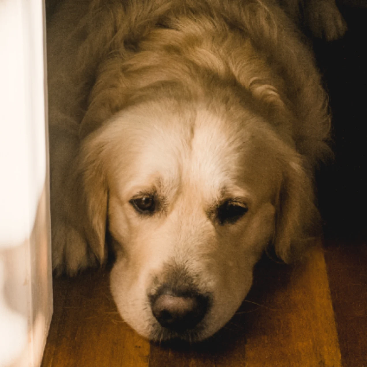 A golden retriever rests its head on a wooden floor, gazing up with soulful eyes beside a sunlit white wall.