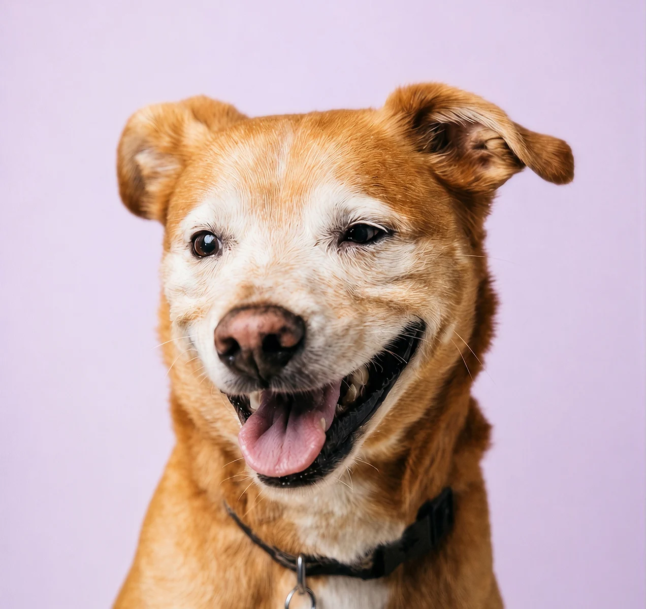 Happy senior golden dog with a white muzzle and tongue out against a light purple background.