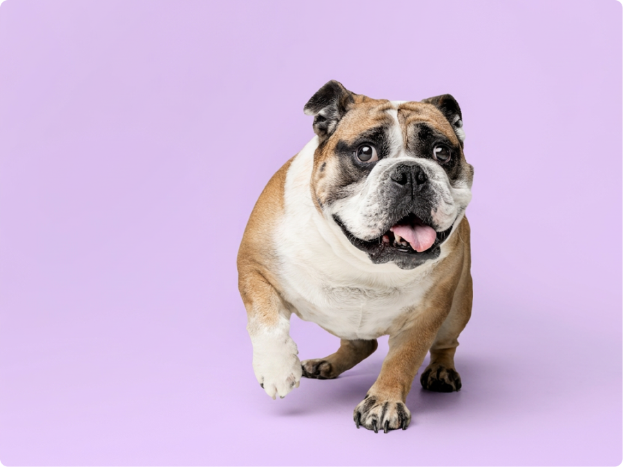 Bulldog