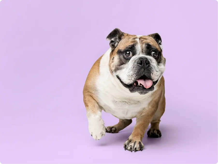 Bulldog