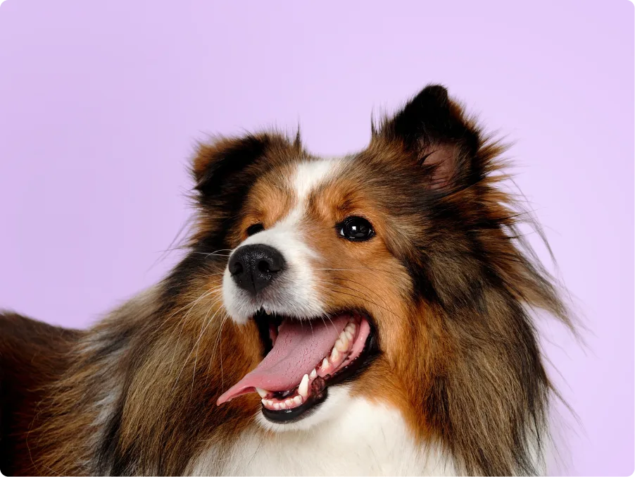 Shetland Sheepdog
