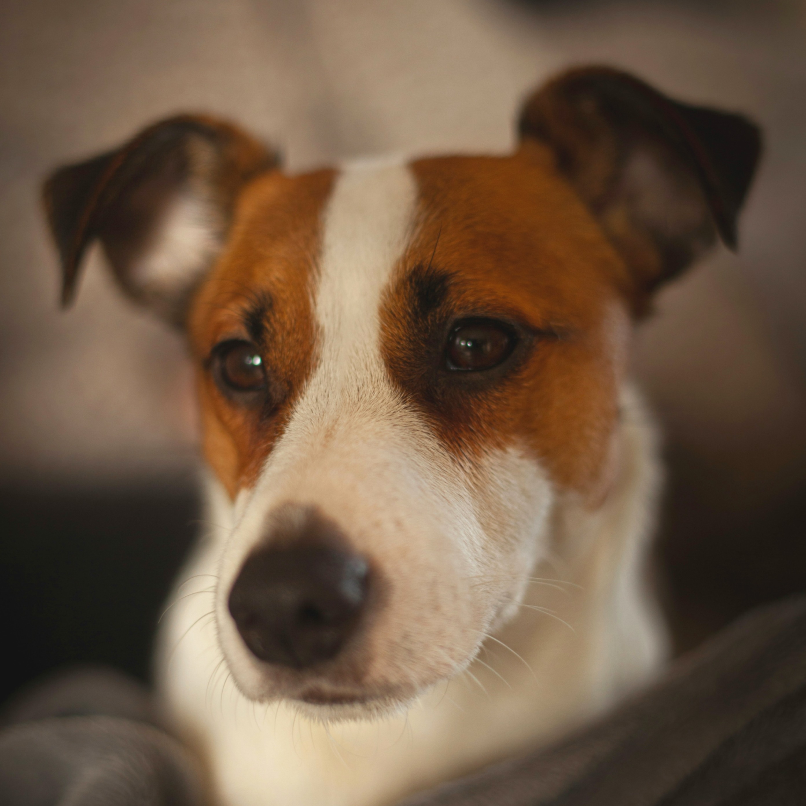 Close-up of a white and brown Jack Russell Terrier looking calmly at the camera against soft grey fleece.