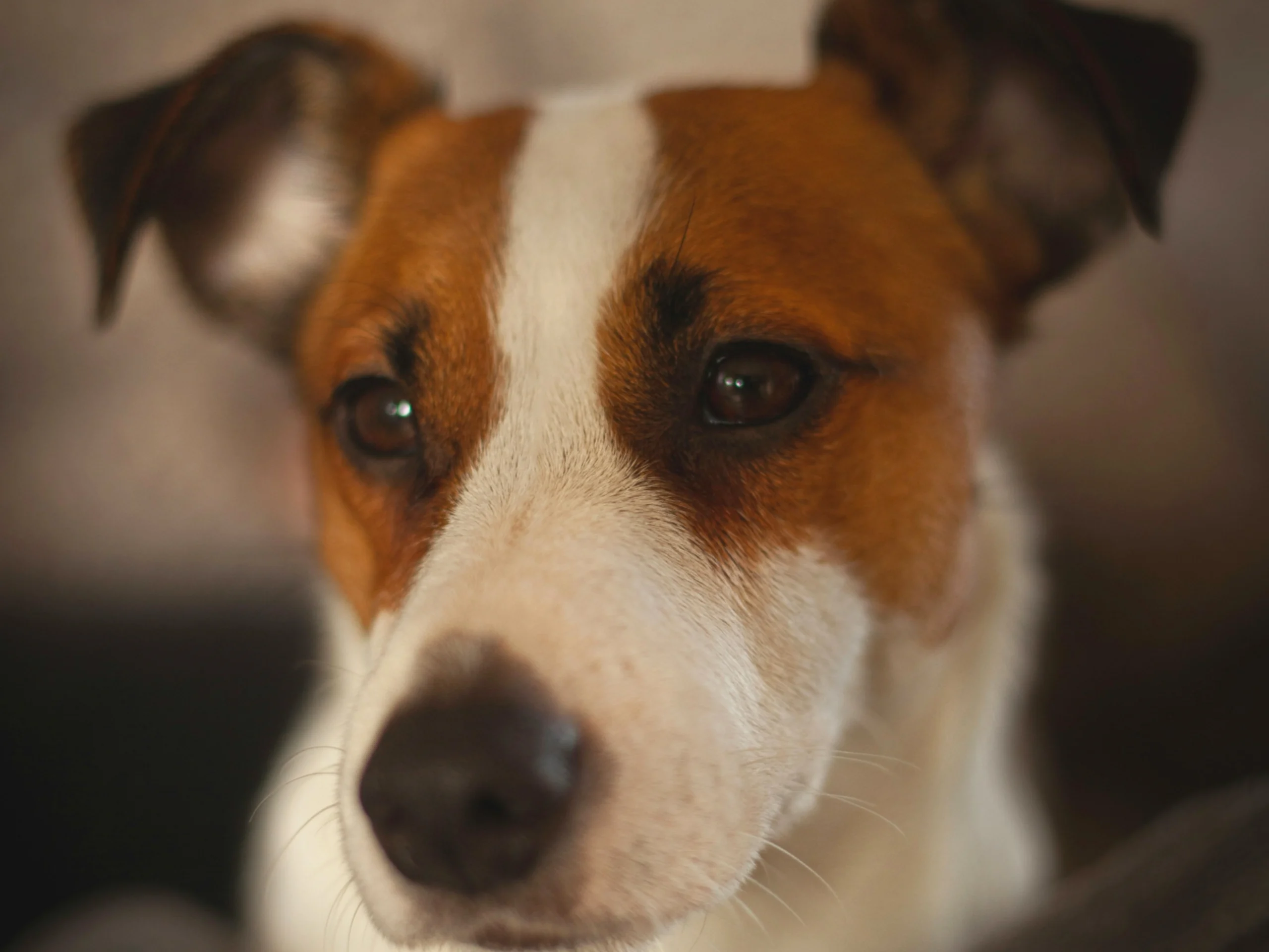 Close-up of a white and brown Jack Russell Terrier looking calmly at the camera against soft grey fleece.