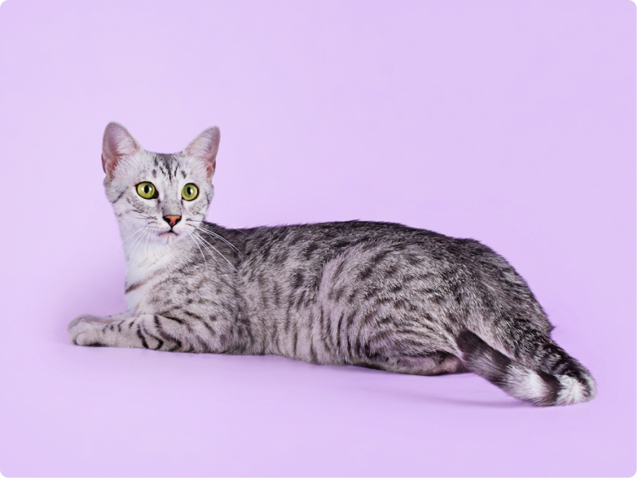 Egyptian Mau