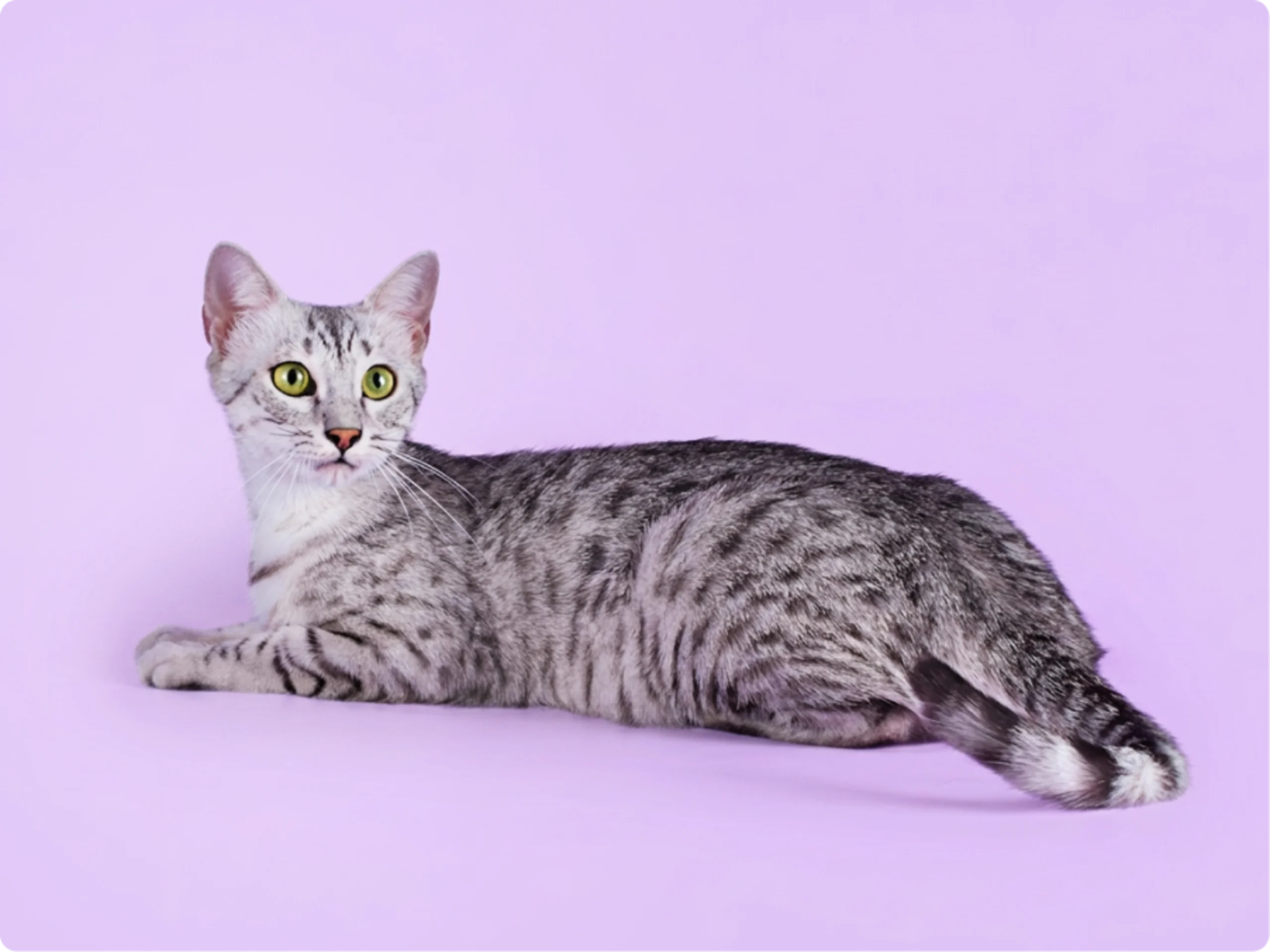Egyptian Mau