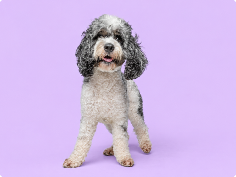 Labradoodle